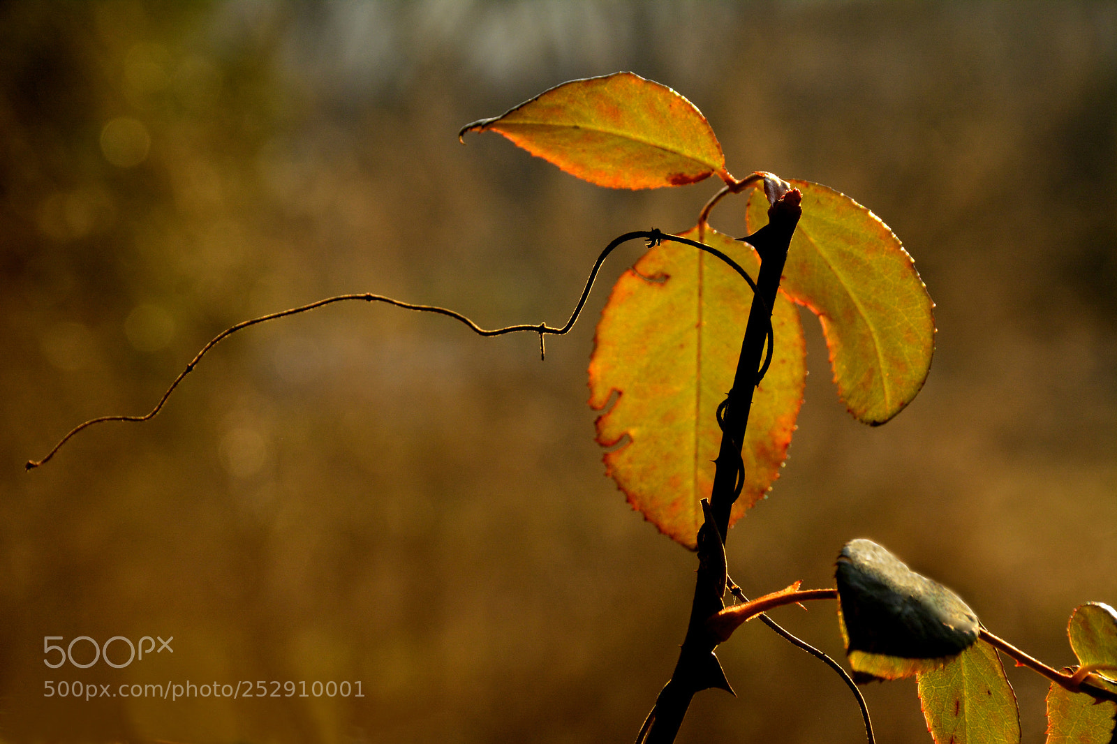Nikon D5200 sample photo. Leaves 6 photography