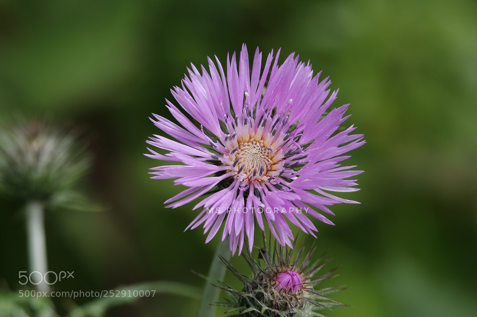 Canon EOS 70D sample photo. Cactus flower photography