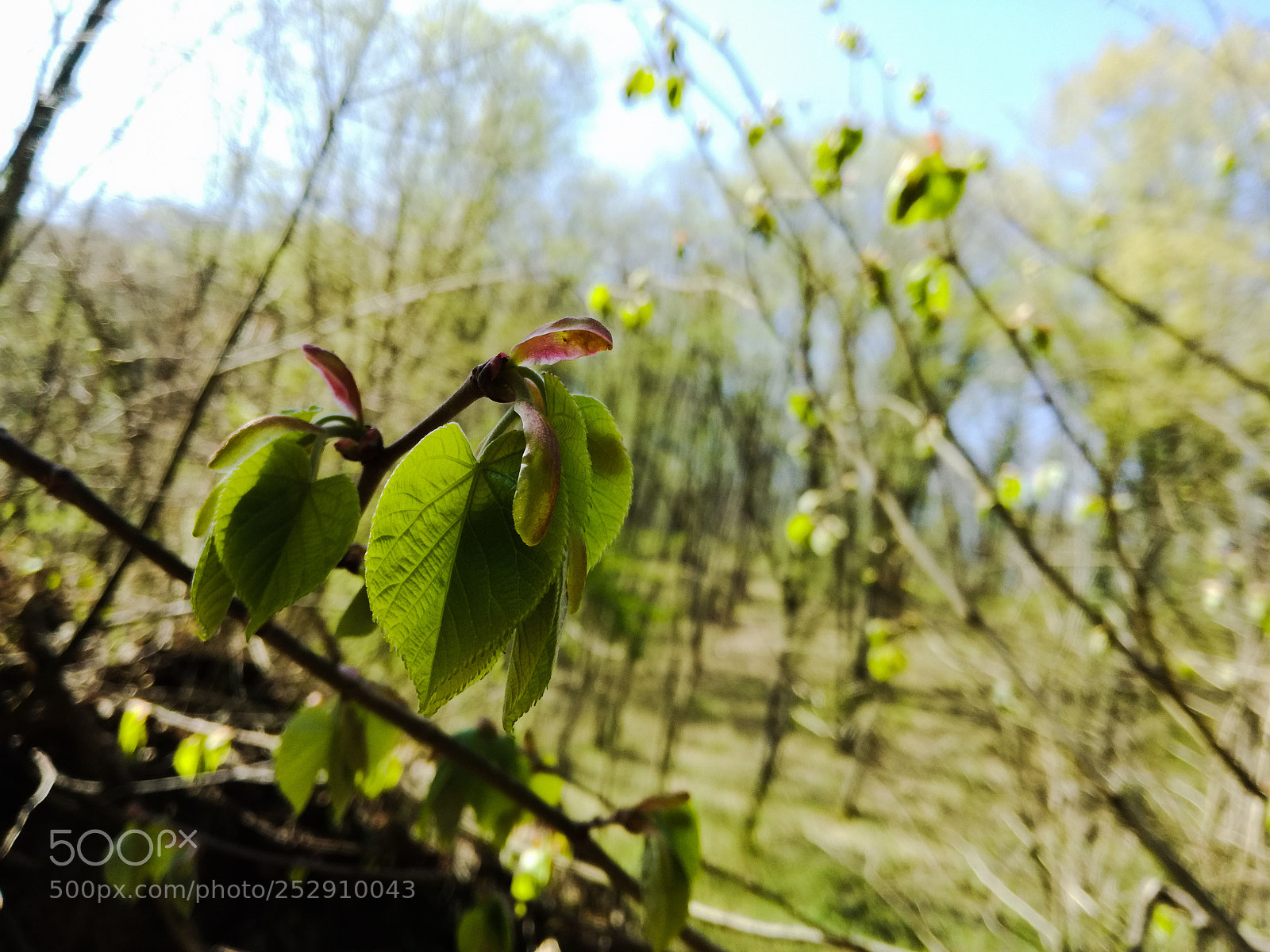 HUAWEI P9 LITE sample photo. Spring forest photography