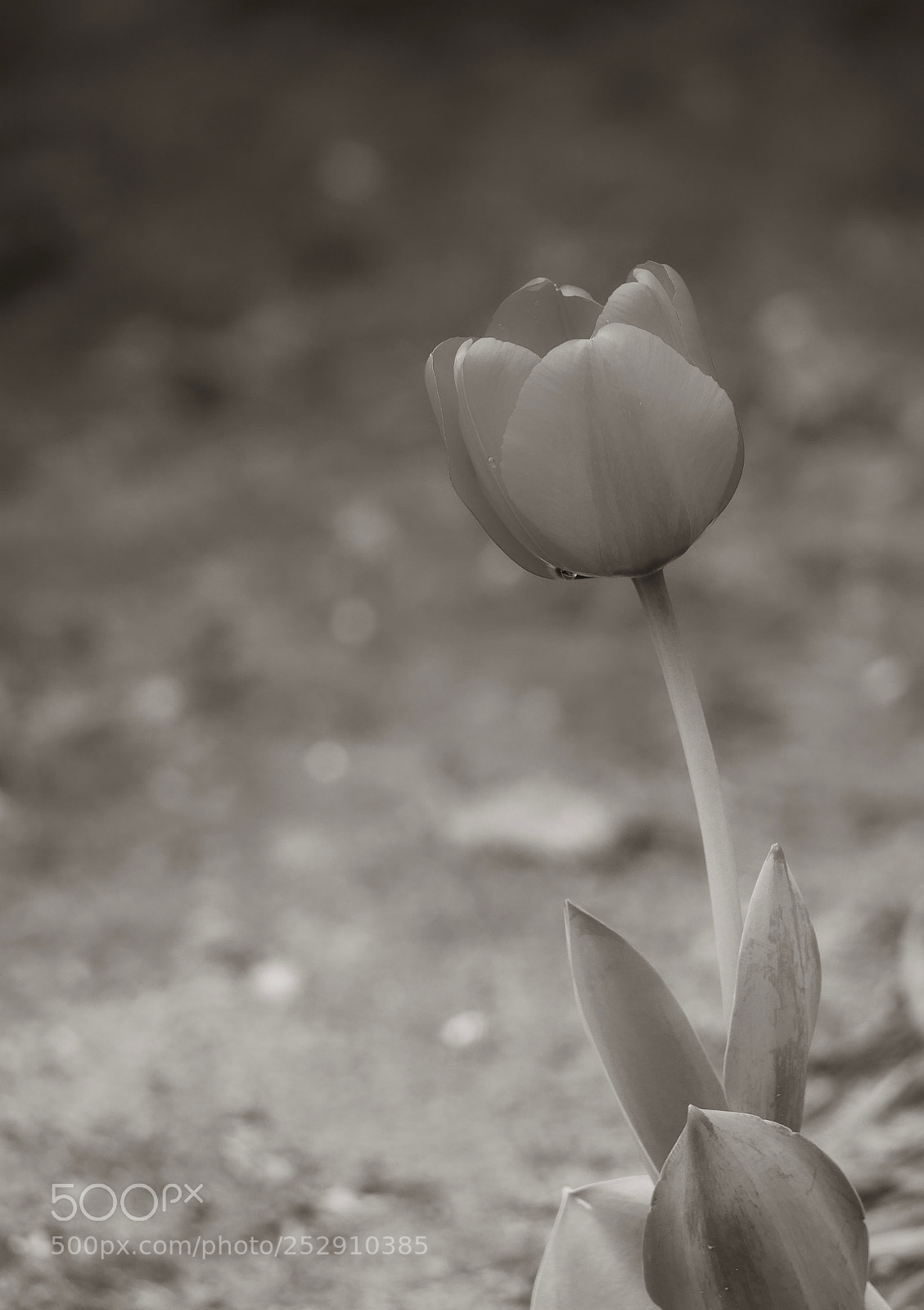 Panasonic Lumix DMC-GX8 sample photo. Spring's calm photography