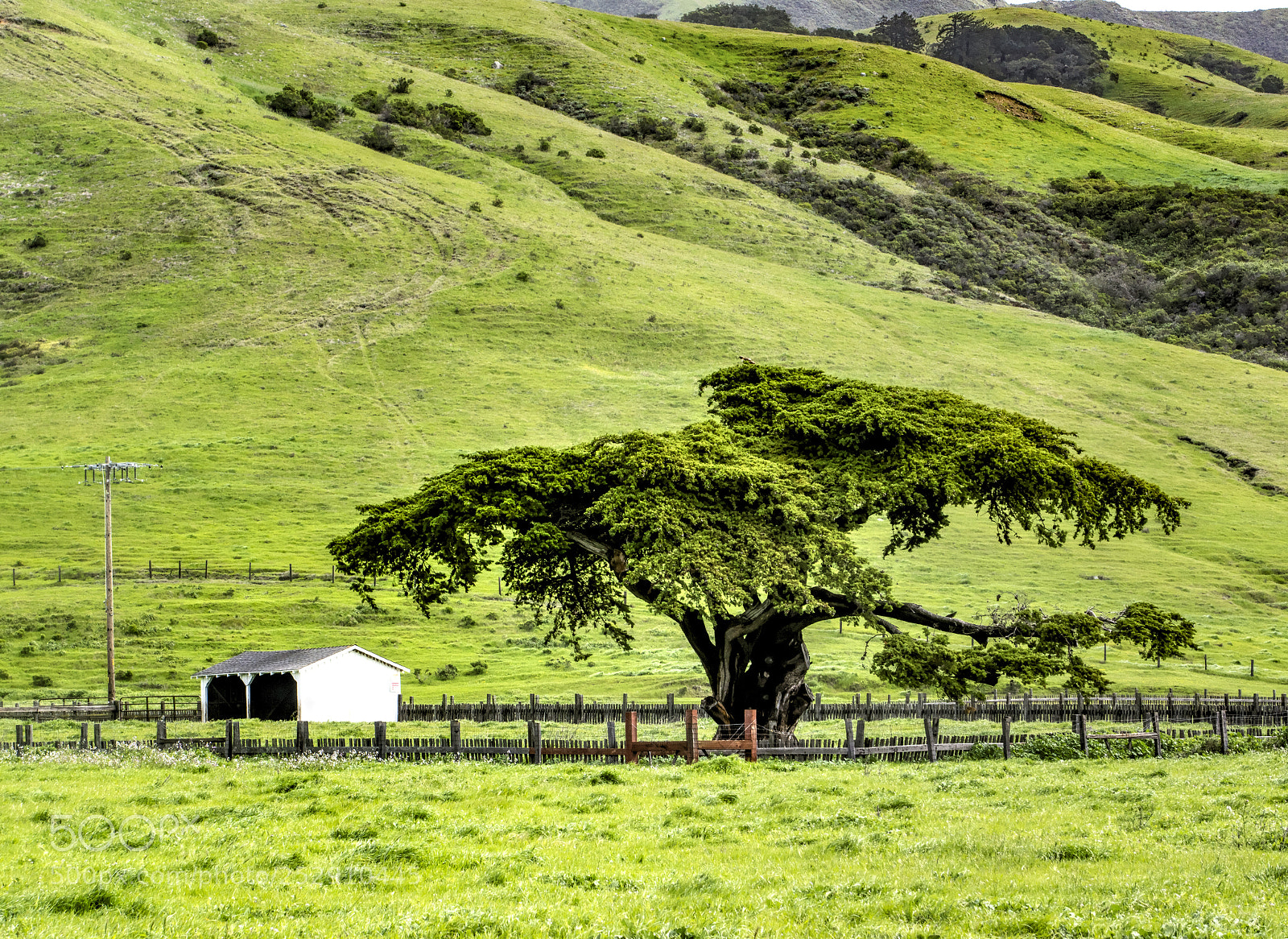 Sony Alpha NEX-7 sample photo. Lovely tree photography