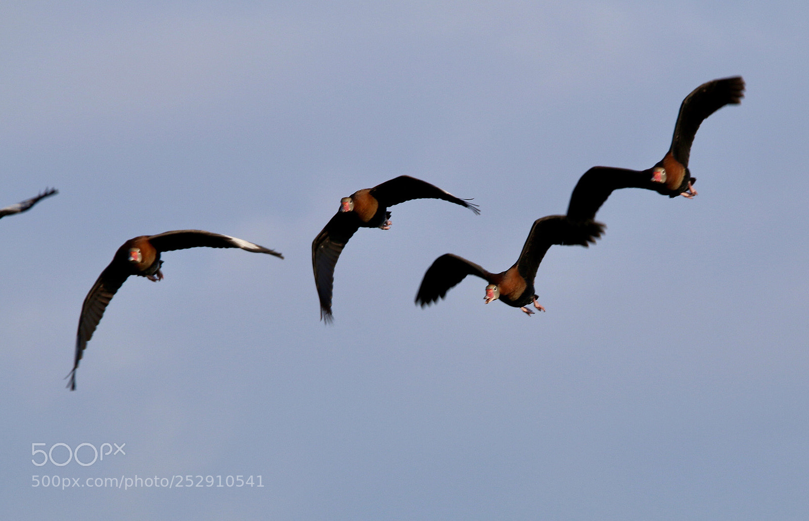 Canon EOS 70D sample photo. Black bellied whistling ducks photography