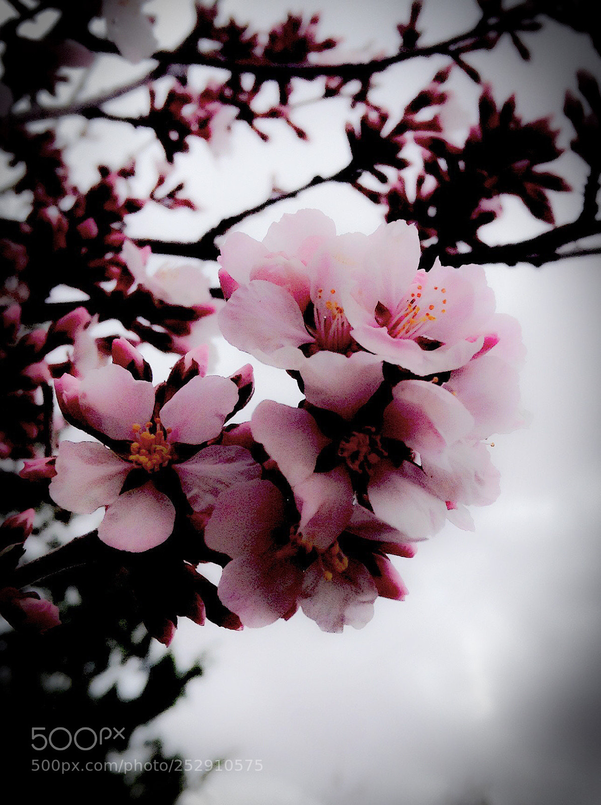 Apple iPod touch sample photo. Spring secrets photography