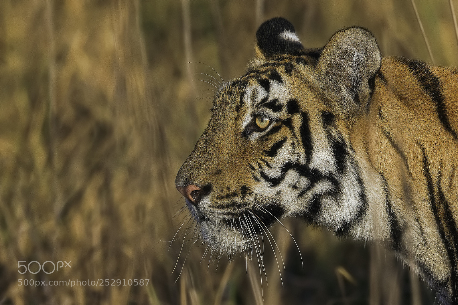Canon EOS-1D X sample photo. Portrait …... photography