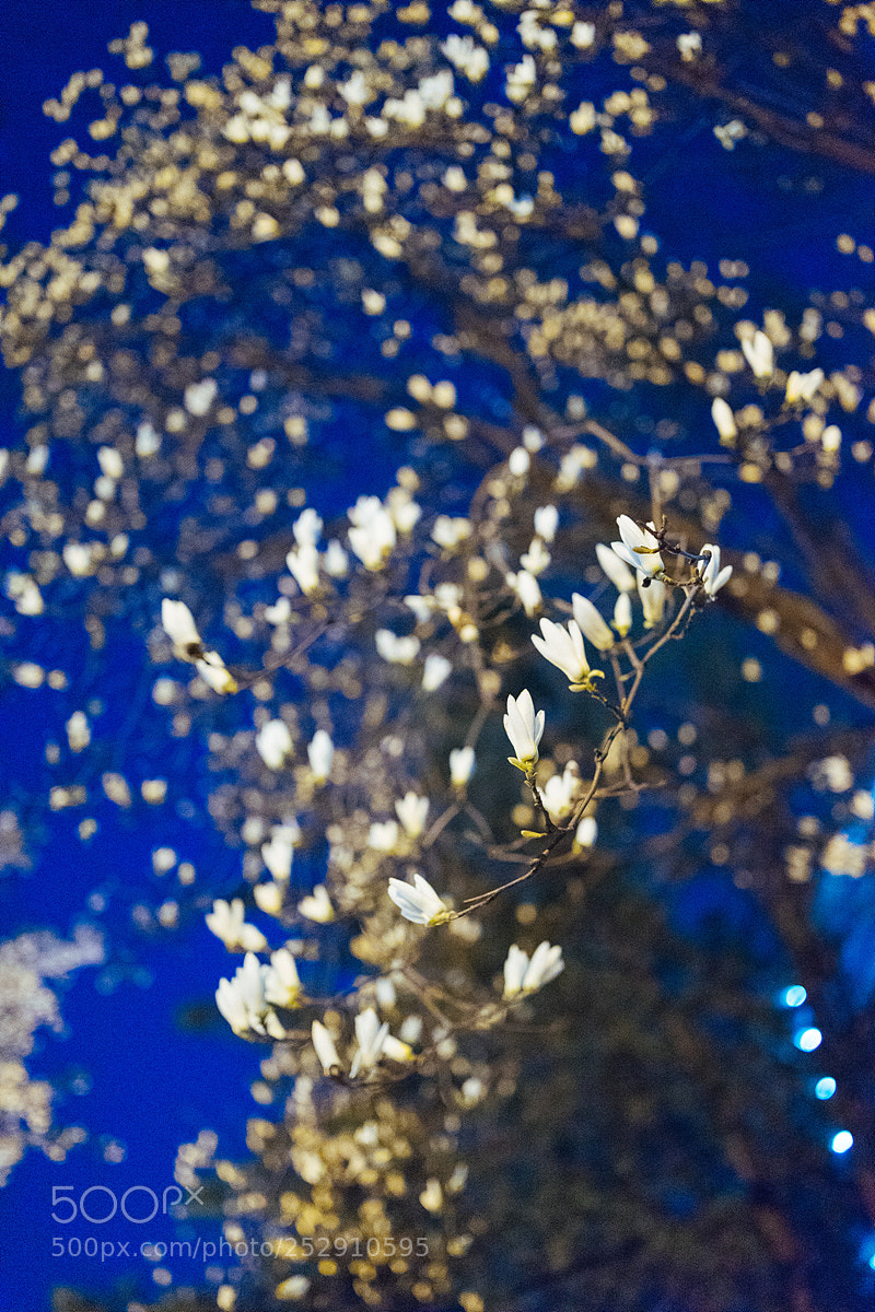 Sony a7 sample photo. Night night.. photography