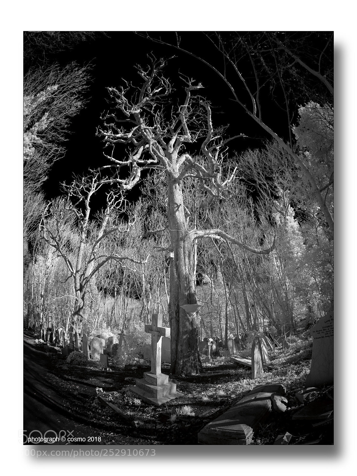 Panasonic Lumix DMC-GX8 sample photo. Abney park cemetery #3. photography