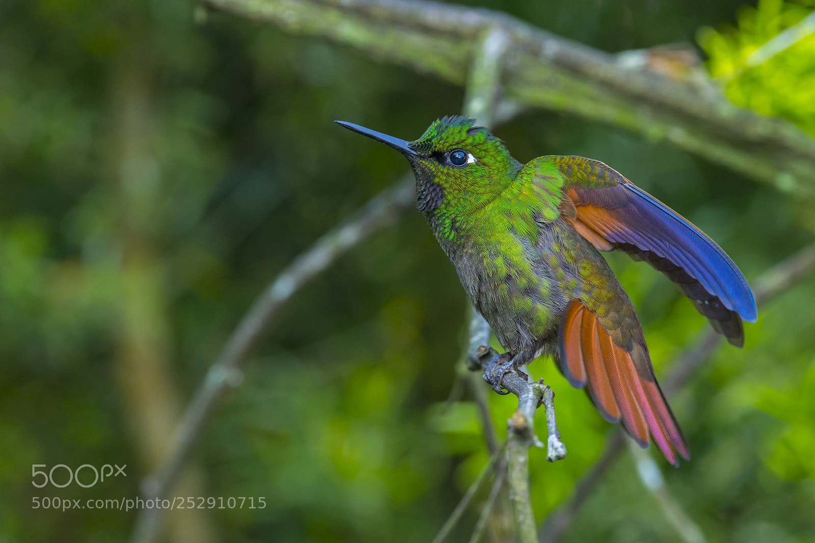 Nikon D7200 sample photo. Brazilian ruby photography