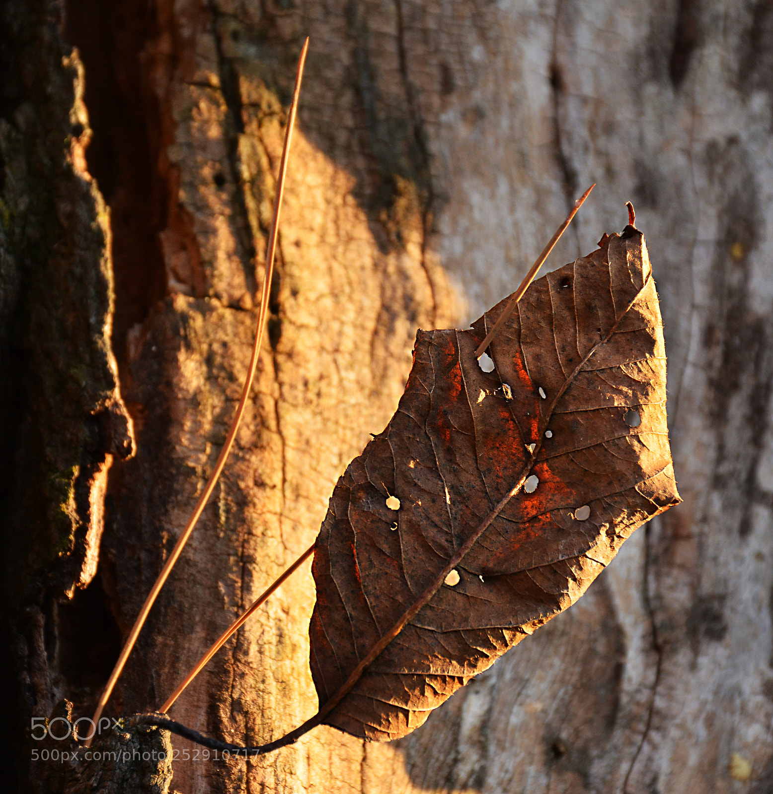 Nikon D5200 sample photo. Leaf in autumn 4 photography