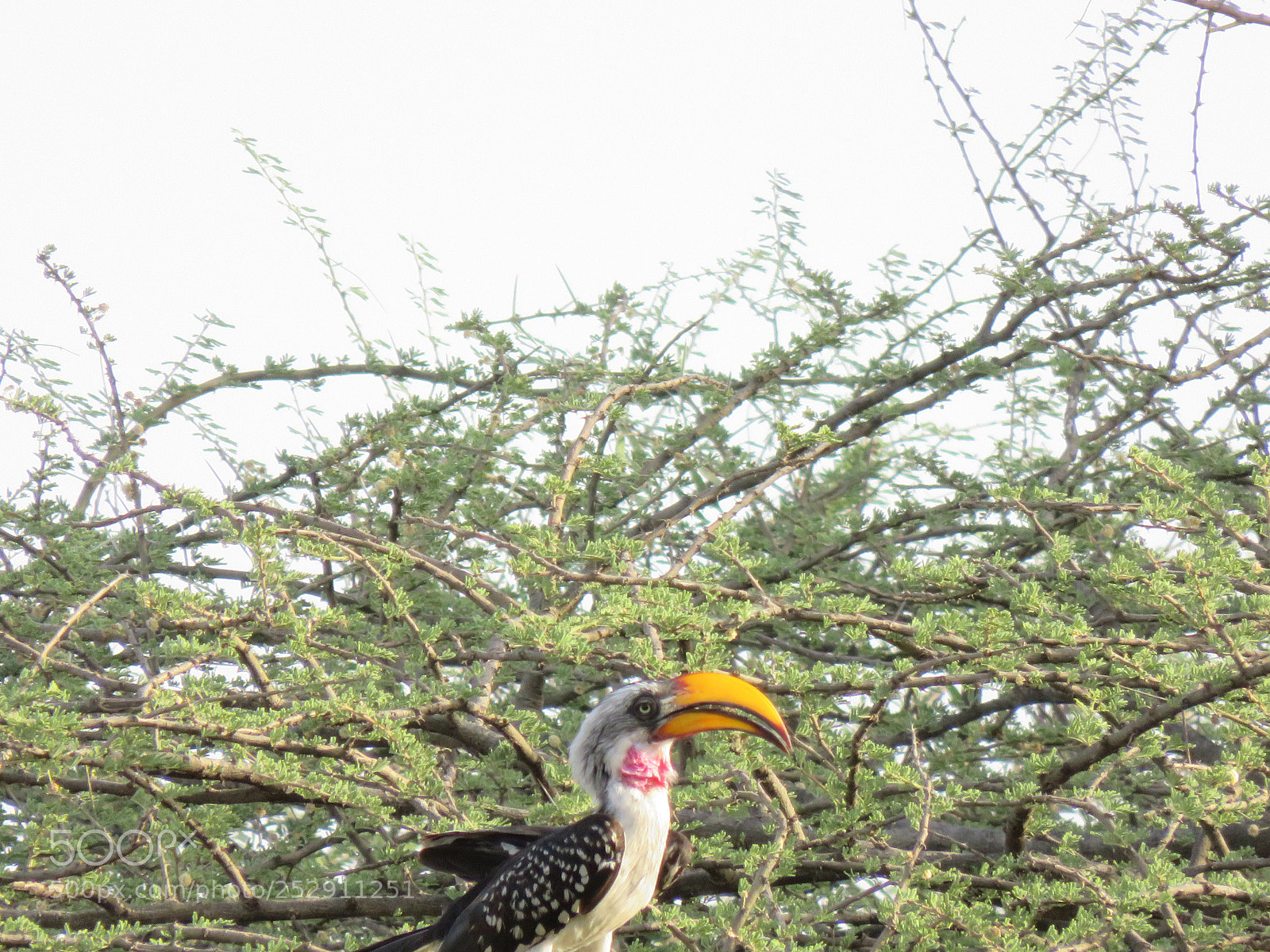 Canon PowerShot SX710 HS sample photo. Flying banana photography