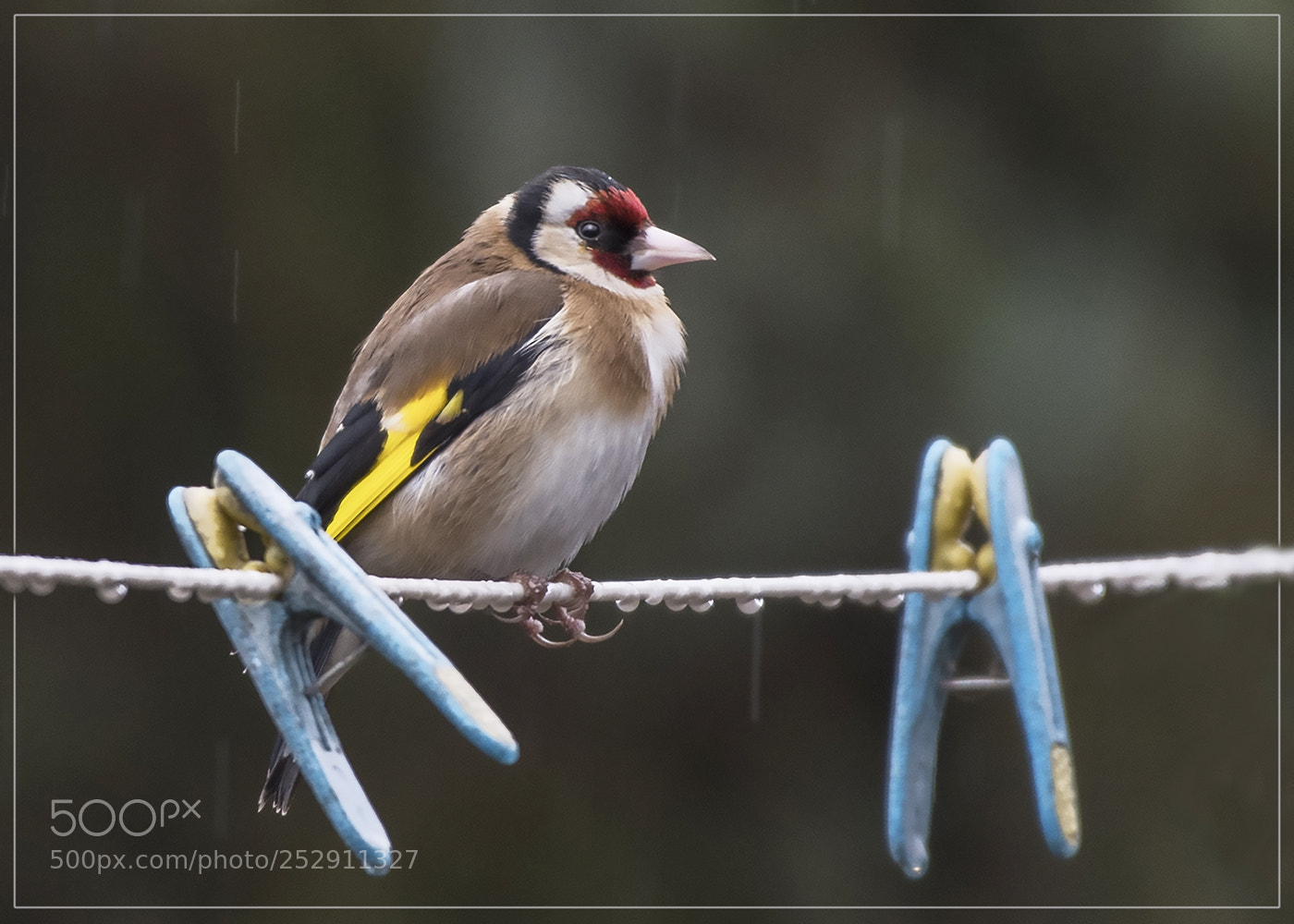 Nikon D500 sample photo. On line -  goldfinch photography