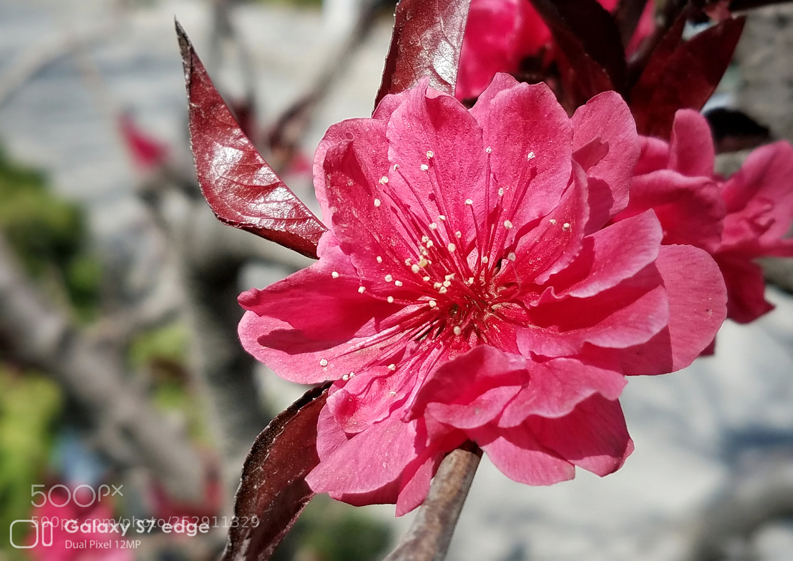 Samsung Galaxy S7 Edge sample photo. Greetings to flower photography