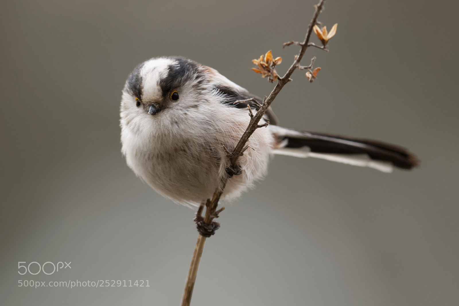 Nikon D500 sample photo. Aegithalos caudatus photography