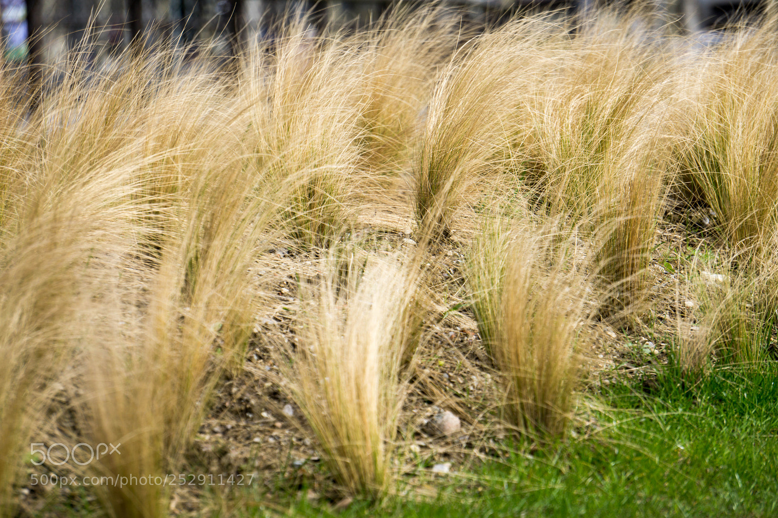Sony a6000 sample photo. Dsc photography
