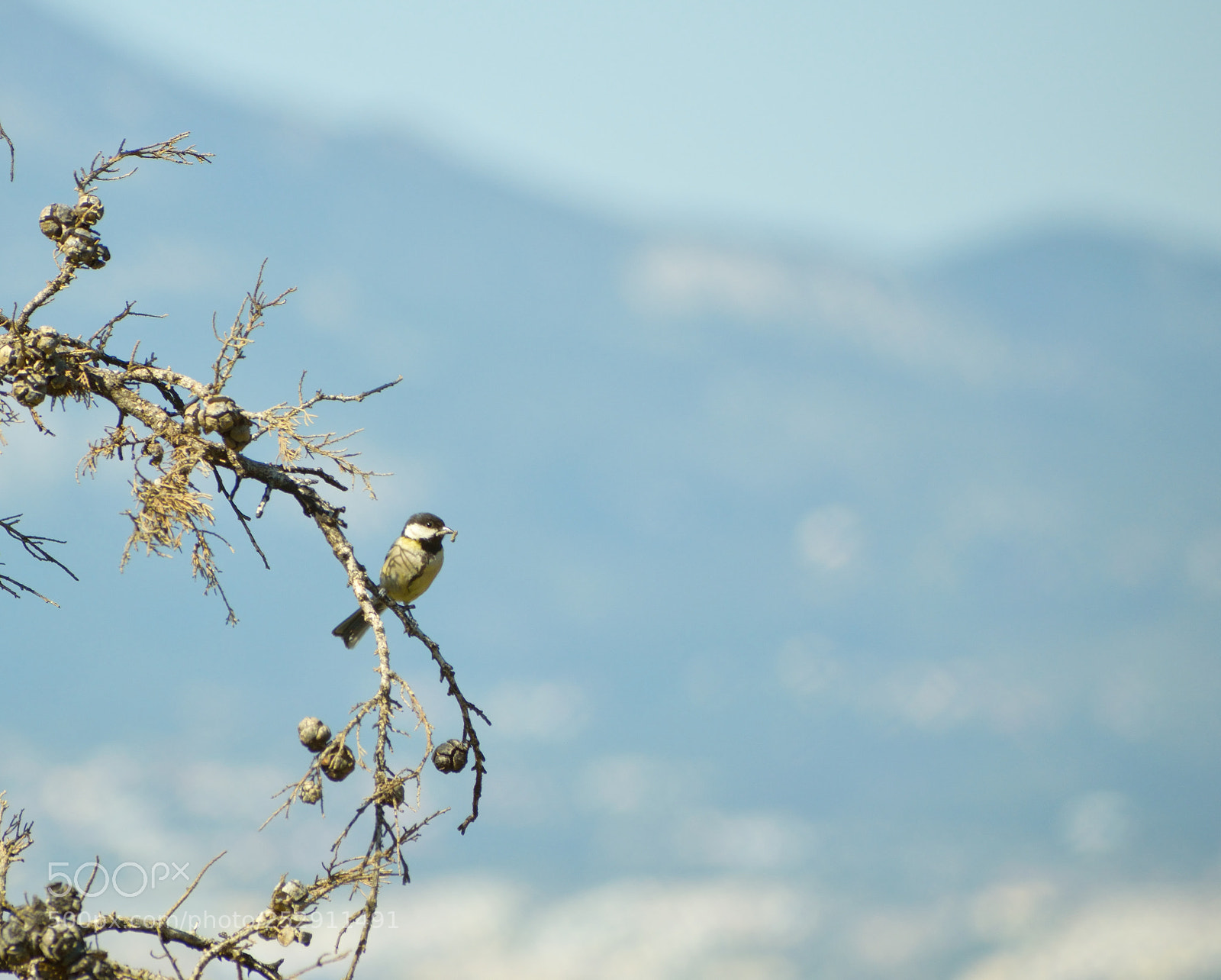 Nikon D3300 sample photo. Great tit with prey photography