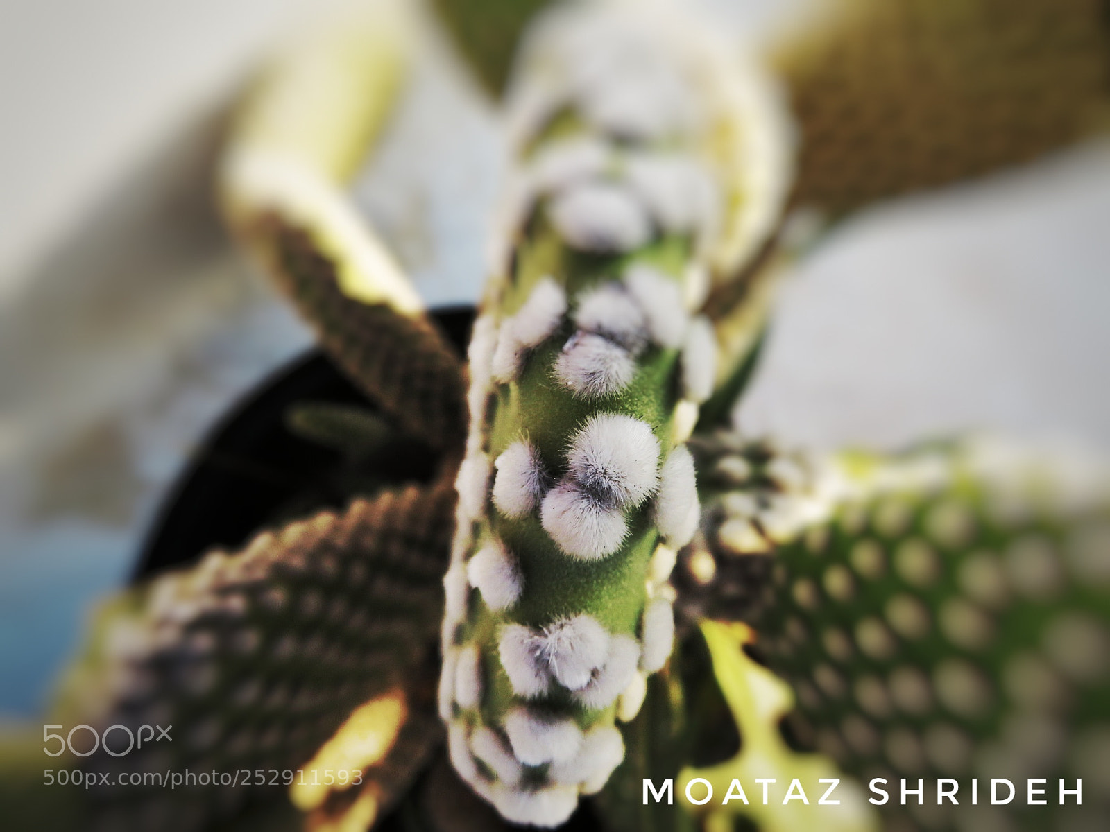Canon PowerShot SX720 HS sample photo. Untitled photography