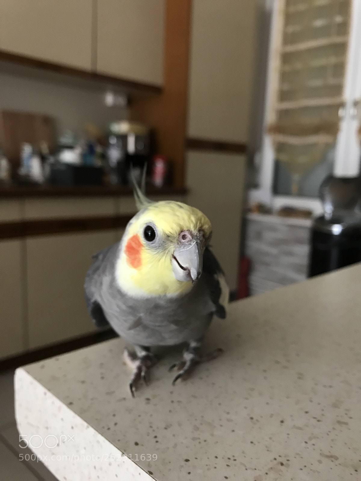 Apple iPhone 7 sample photo. Calopsyte photography