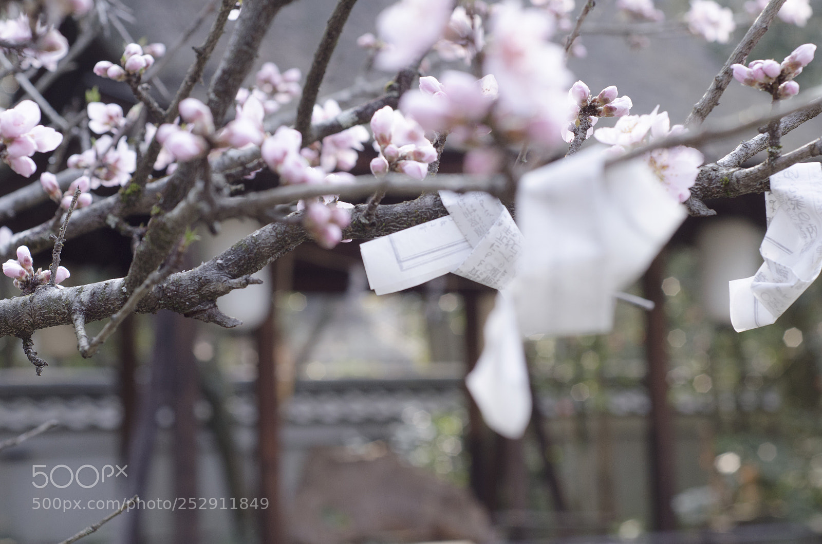 Nikon D7000 sample photo. 结び木 photography