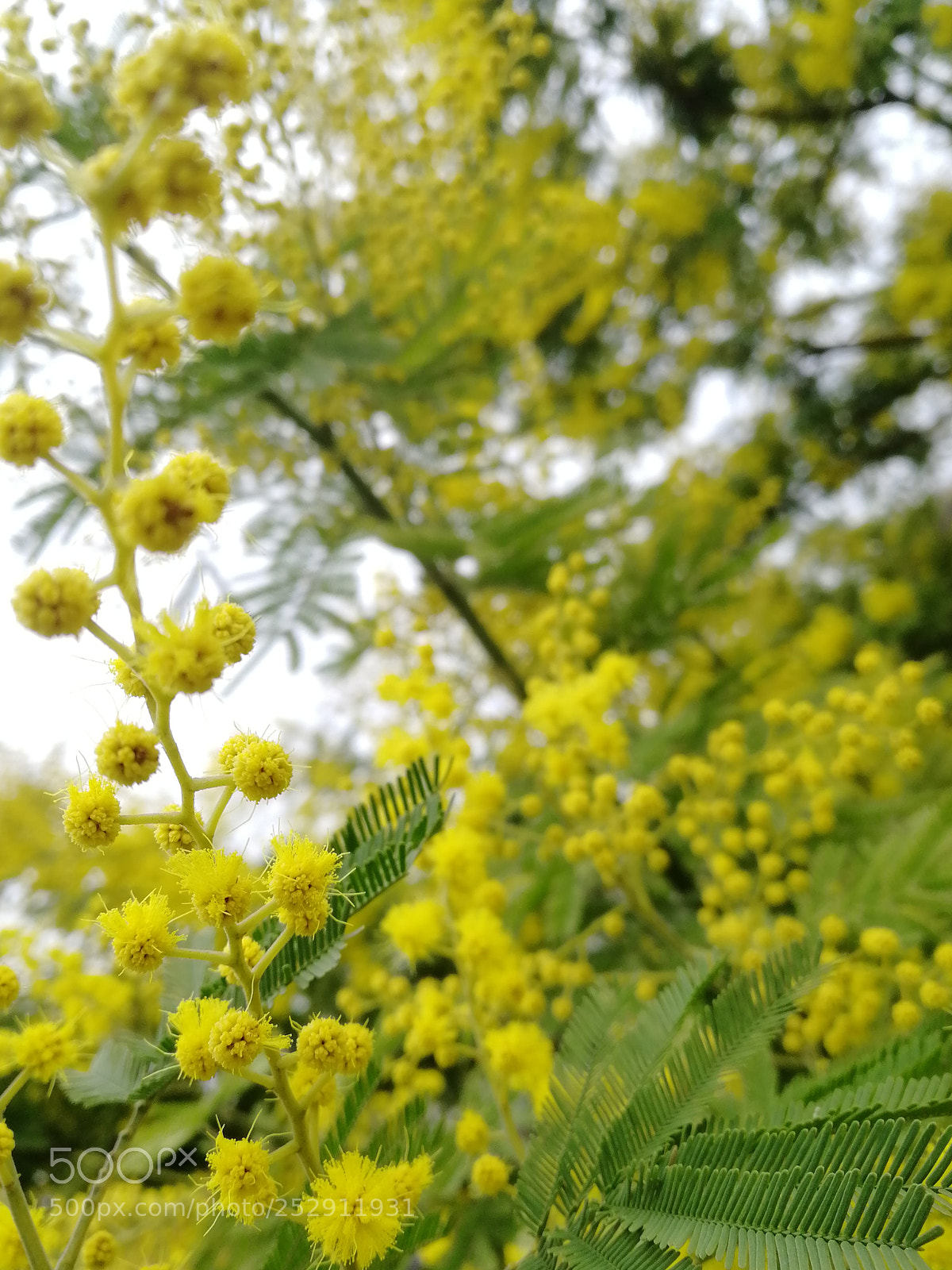 HUAWEI Honor 9 sample photo. Mimosa photography