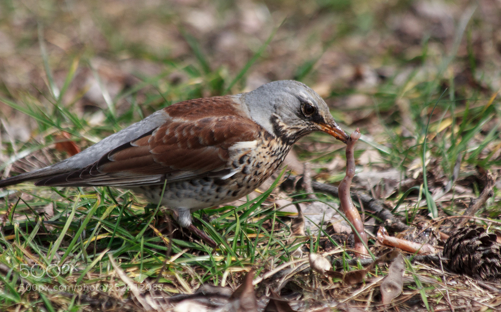 Canon EOS 600D (Rebel EOS T3i / EOS Kiss X5) sample photo. A thrush feasts on photography