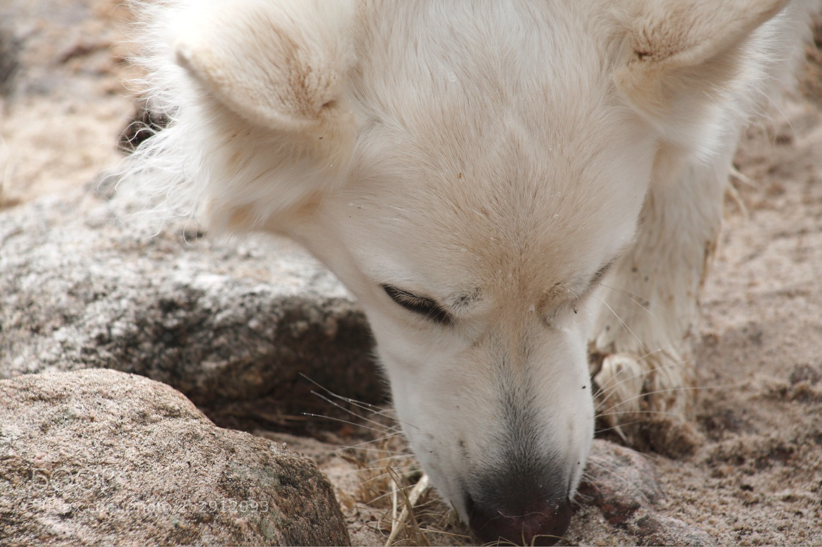 Canon EOS 5D Mark II sample photo. Grounding nose photography