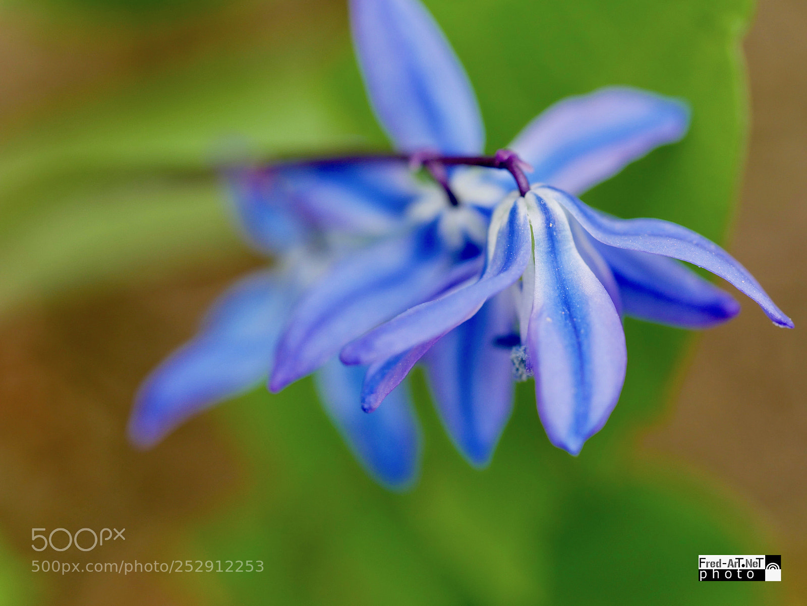 Panasonic DMC-G70 sample photo. De flou de pr photography