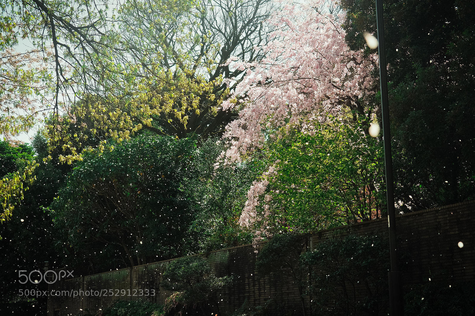 Olympus PEN-F sample photo. Cherry blossoms falling in photography