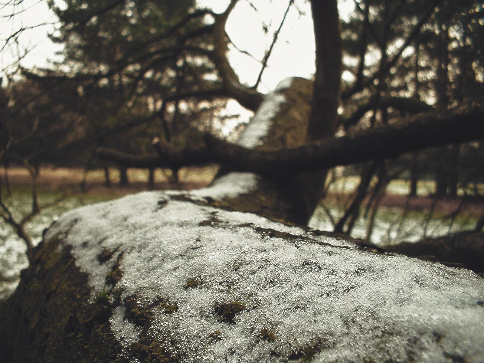 Fujifilm FinePix A202 sample photo. Frosty bark photography