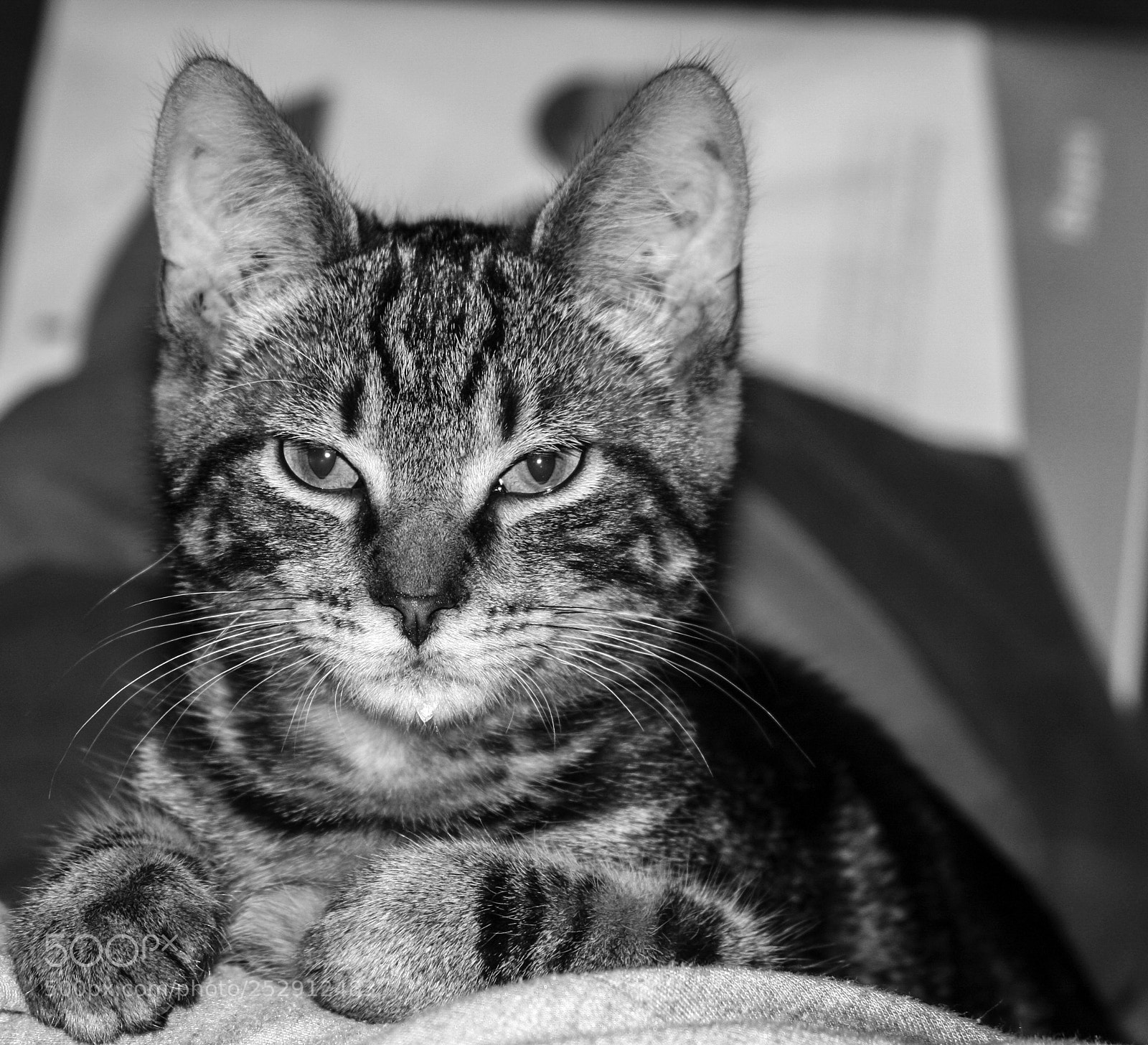 Canon EOS 40D sample photo. Abraham photography