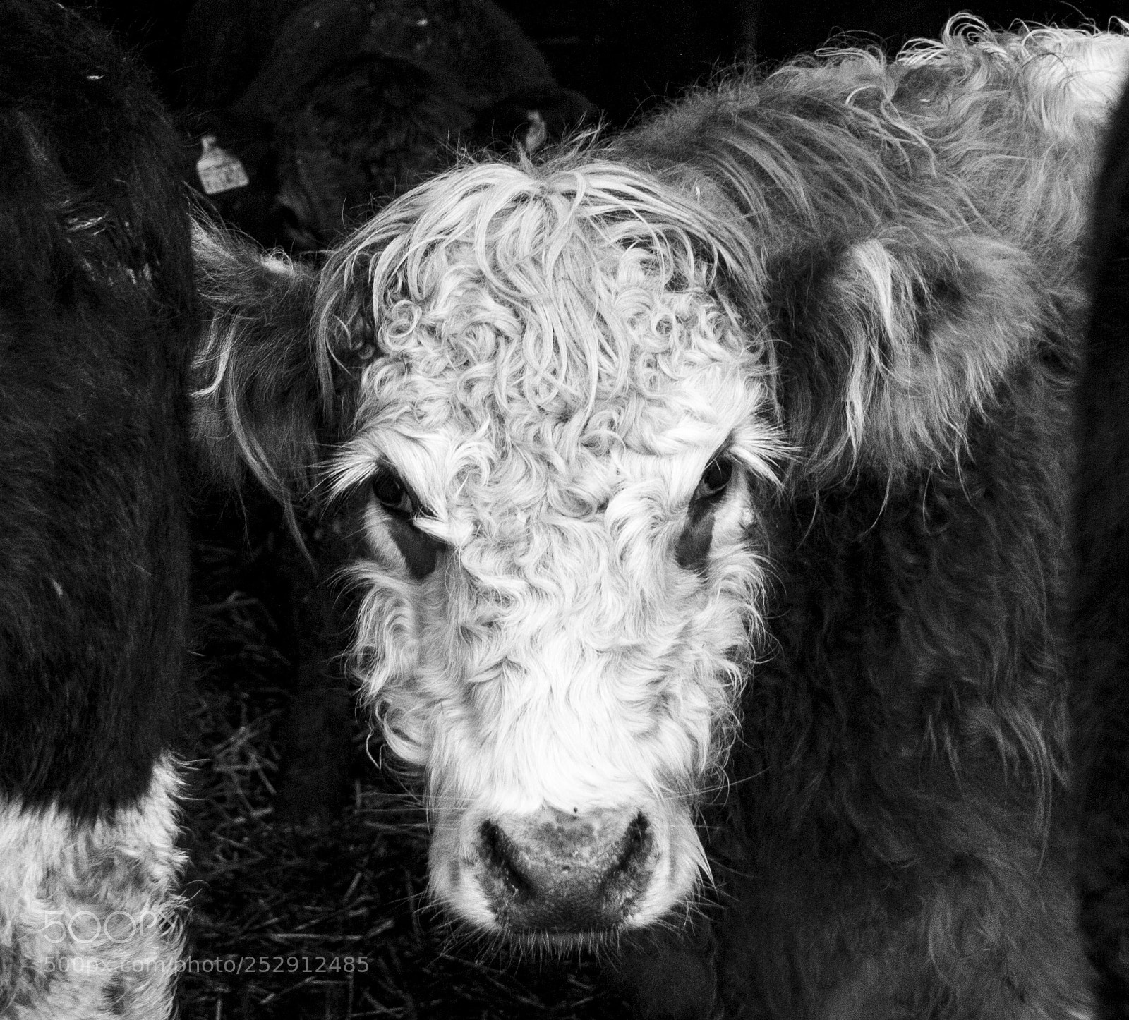 Canon EOS 40D sample photo. Cow eyes photography