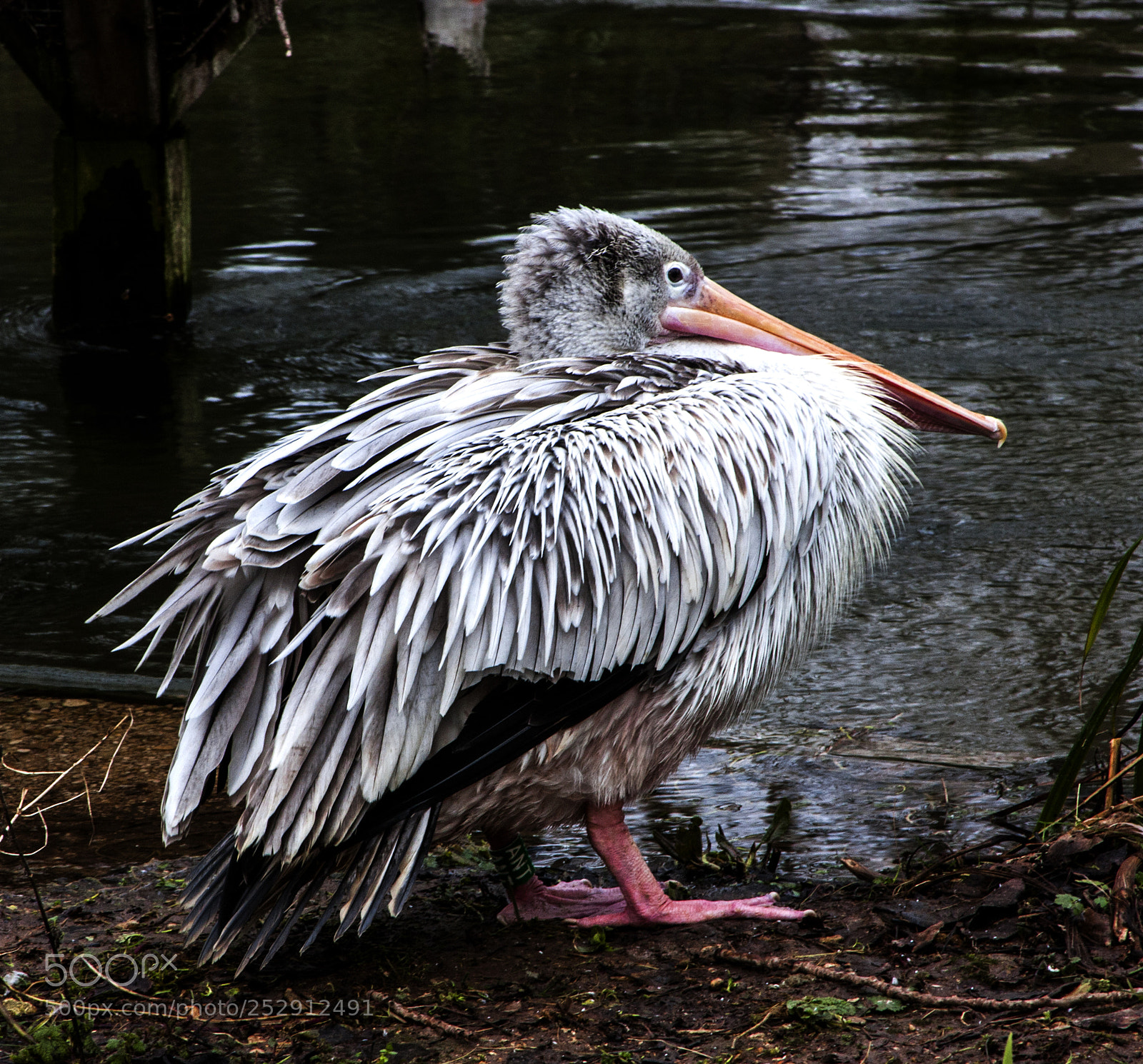 Canon EOS 40D sample photo. Juvenile pelican photography