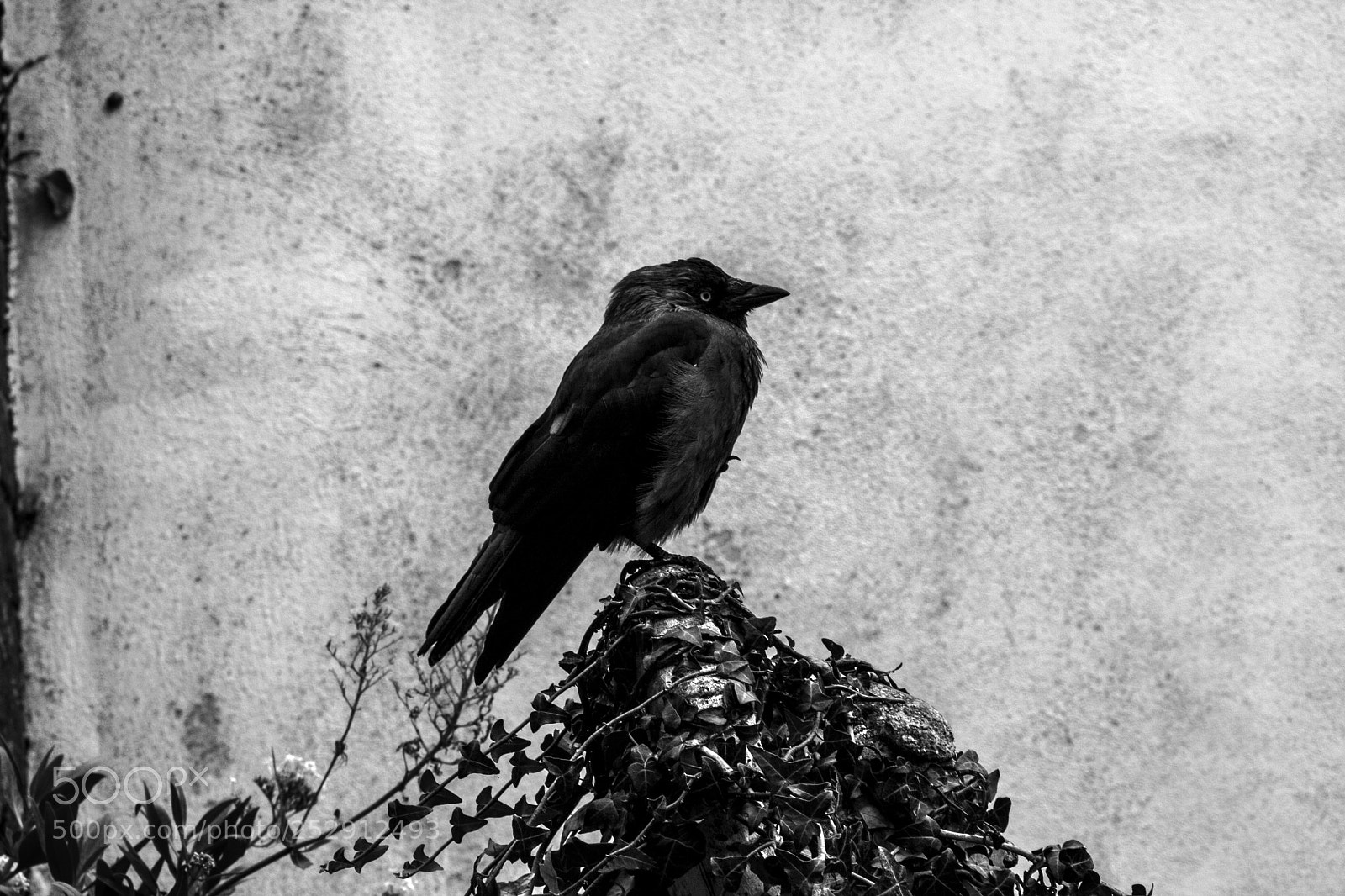 Canon EOS 40D sample photo. Crow photography