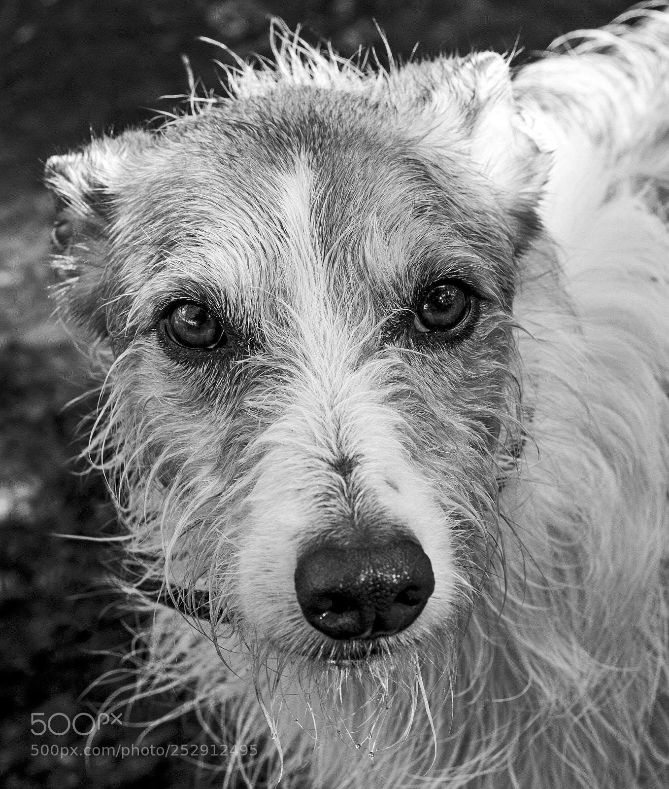 Canon EOS 40D sample photo. Rufus b&w photography