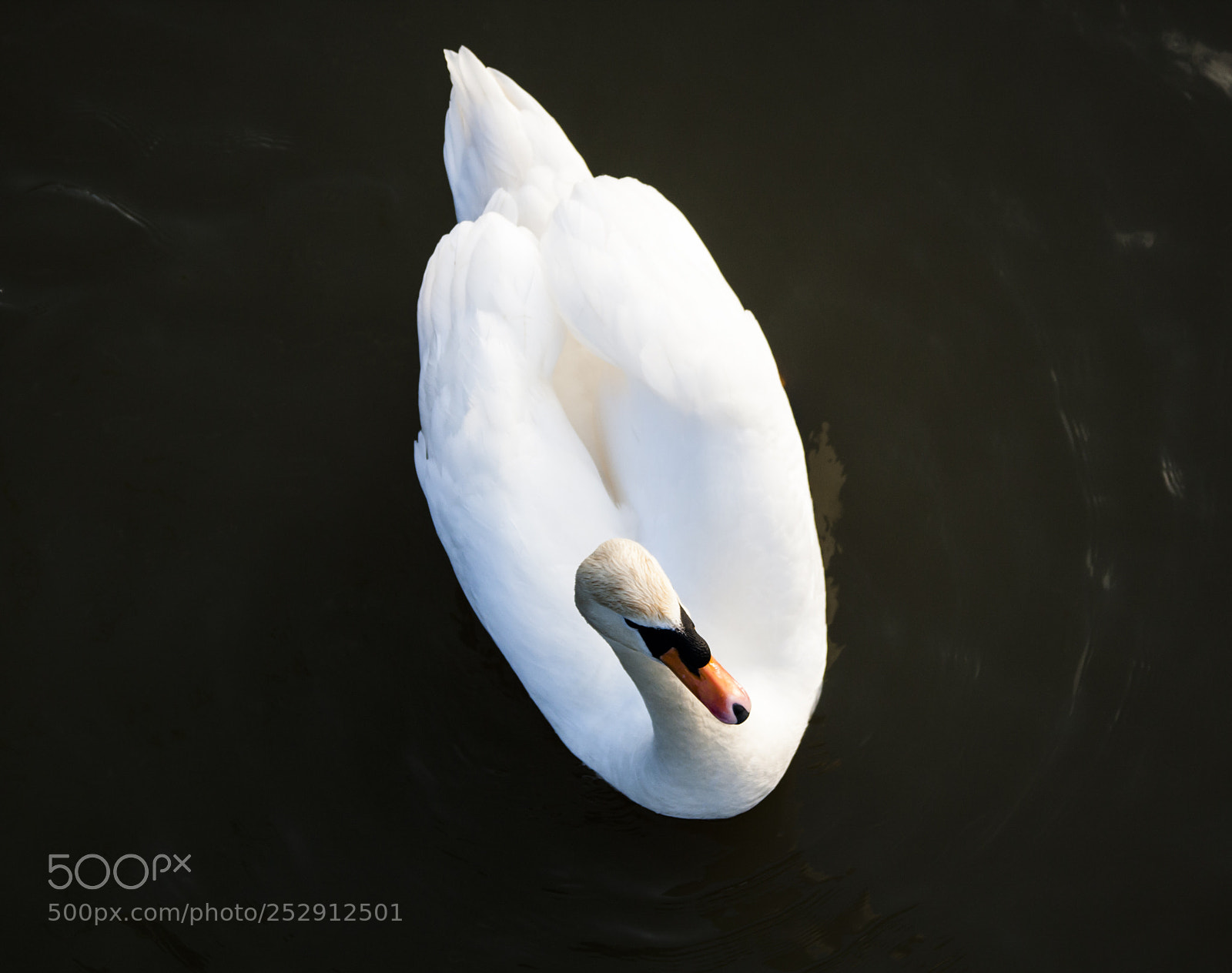 Canon EOS 40D sample photo. Swan photography