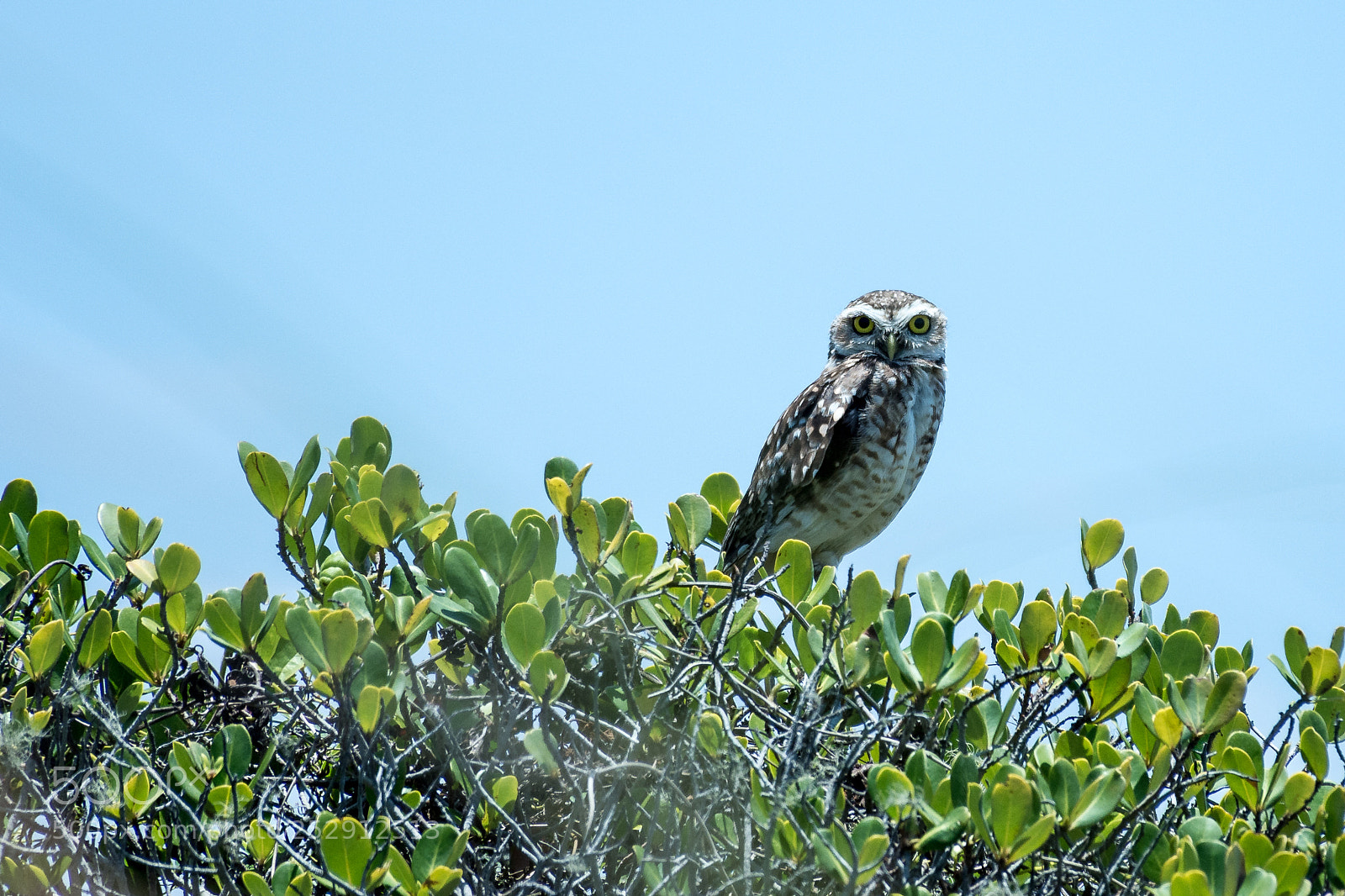Nikon D7200 sample photo. Owl photography