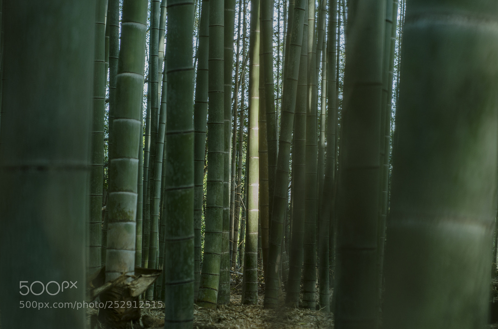 Nikon D7000 sample photo. 竹林 photography