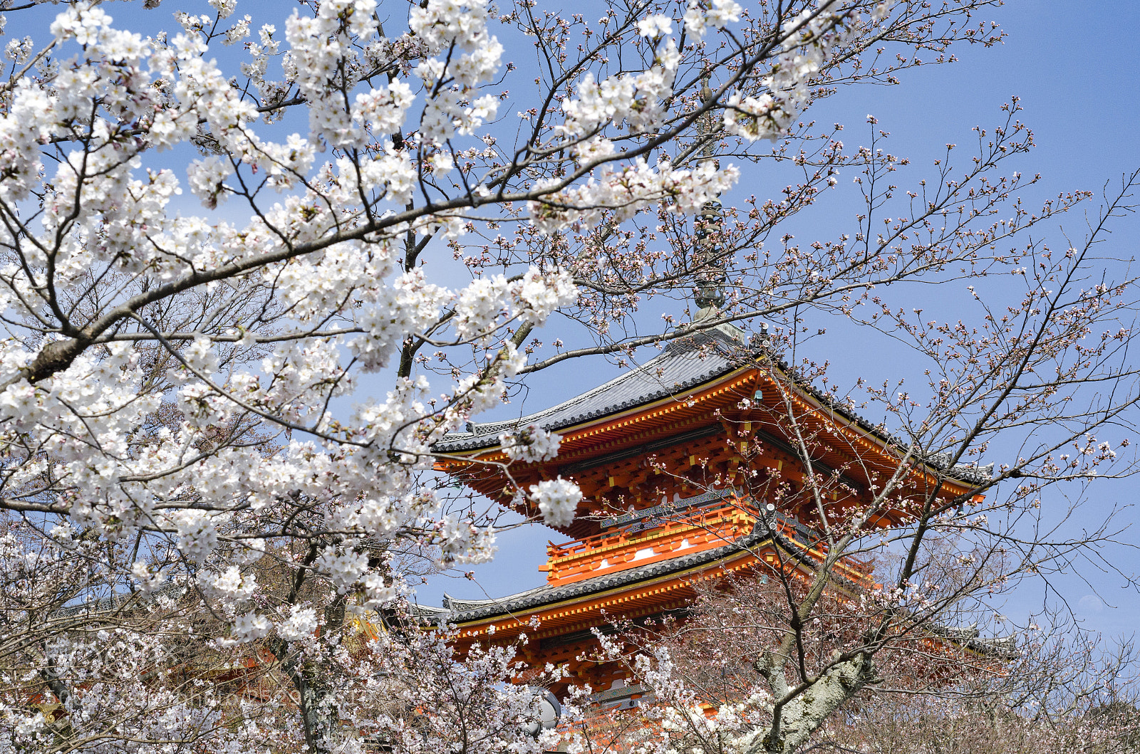Nikon D7000 sample photo. 清水寺2 photography