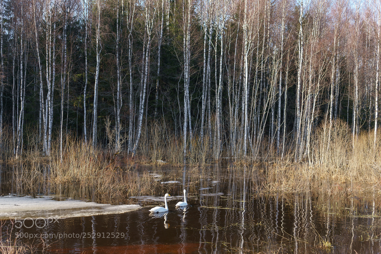 Sony a6500 sample photo. Swans on a pond photography