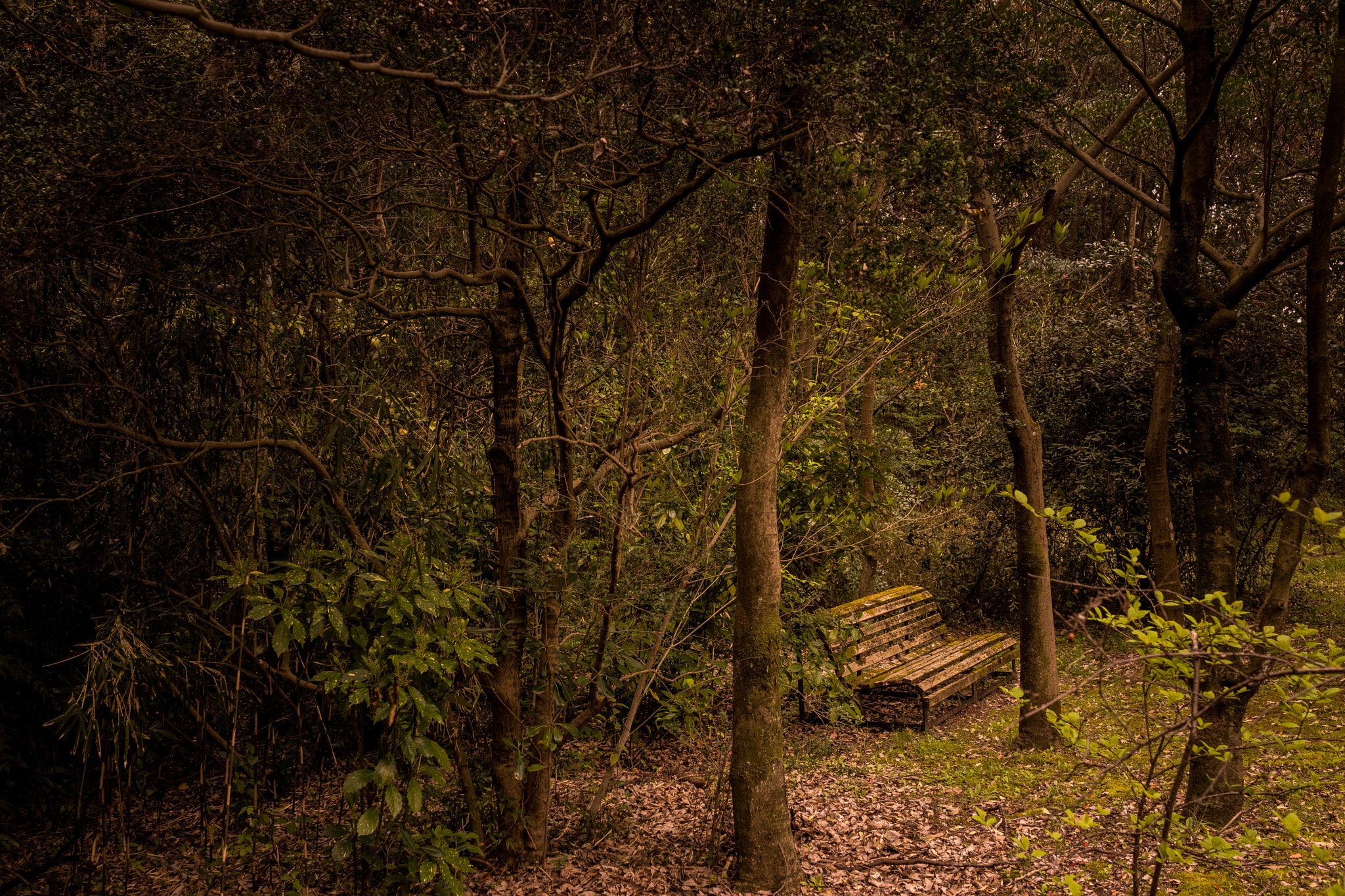Sony Cyber-shot DSC-RX1R sample photo. Forgotten place photography