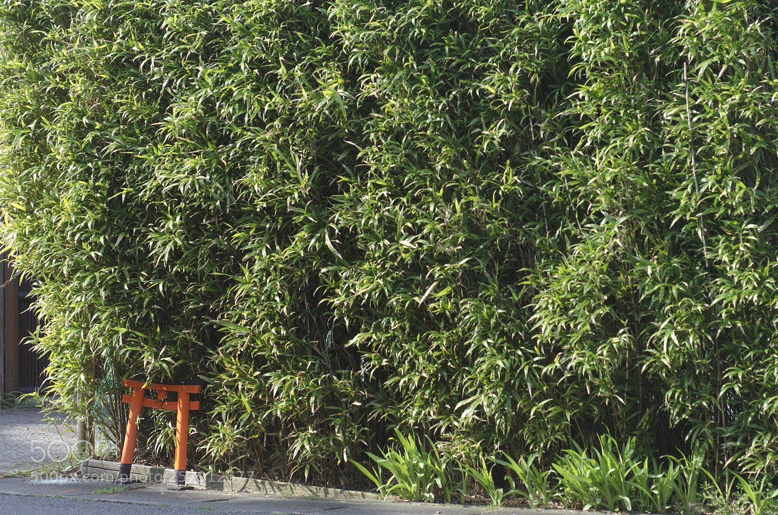 Nikon D7000 sample photo. 小鸟居 photography