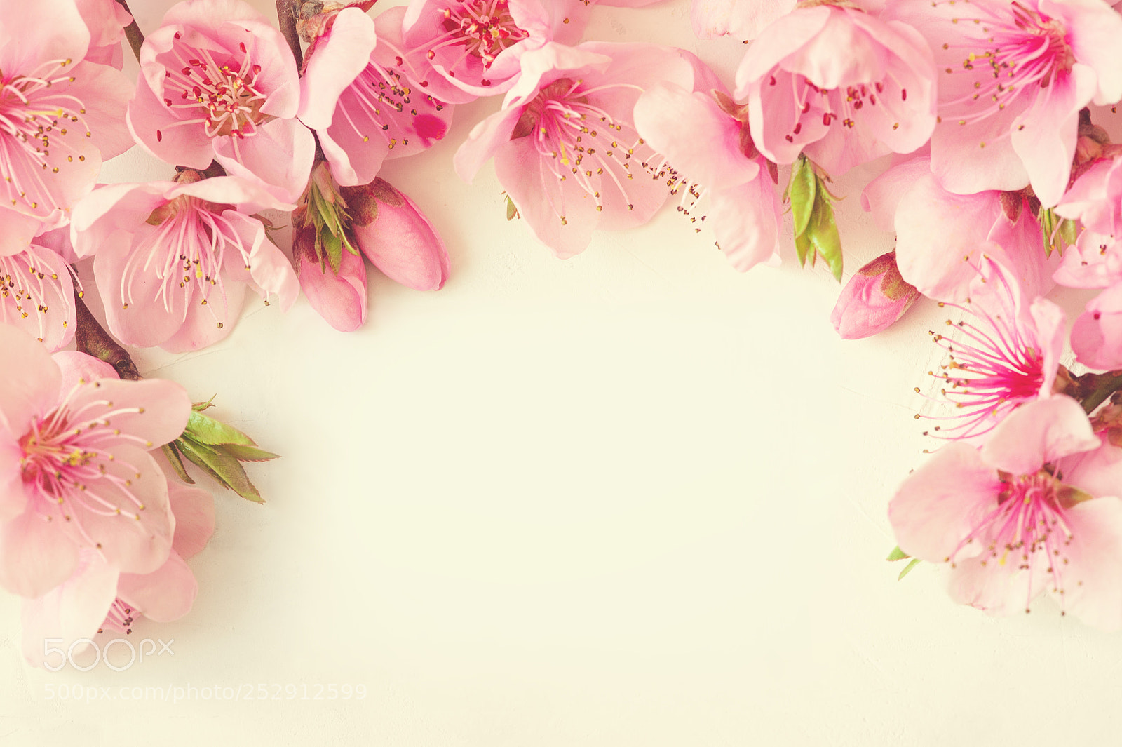 Nikon D700 sample photo. Frame of pink flowers photography