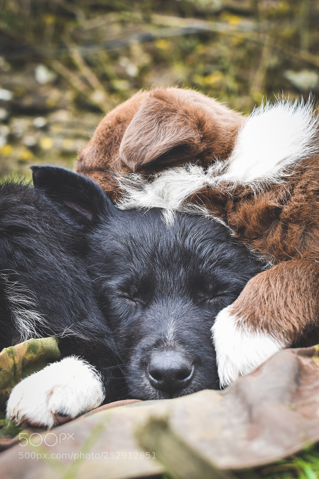 Nikon D5600 sample photo. Puppy pile photography