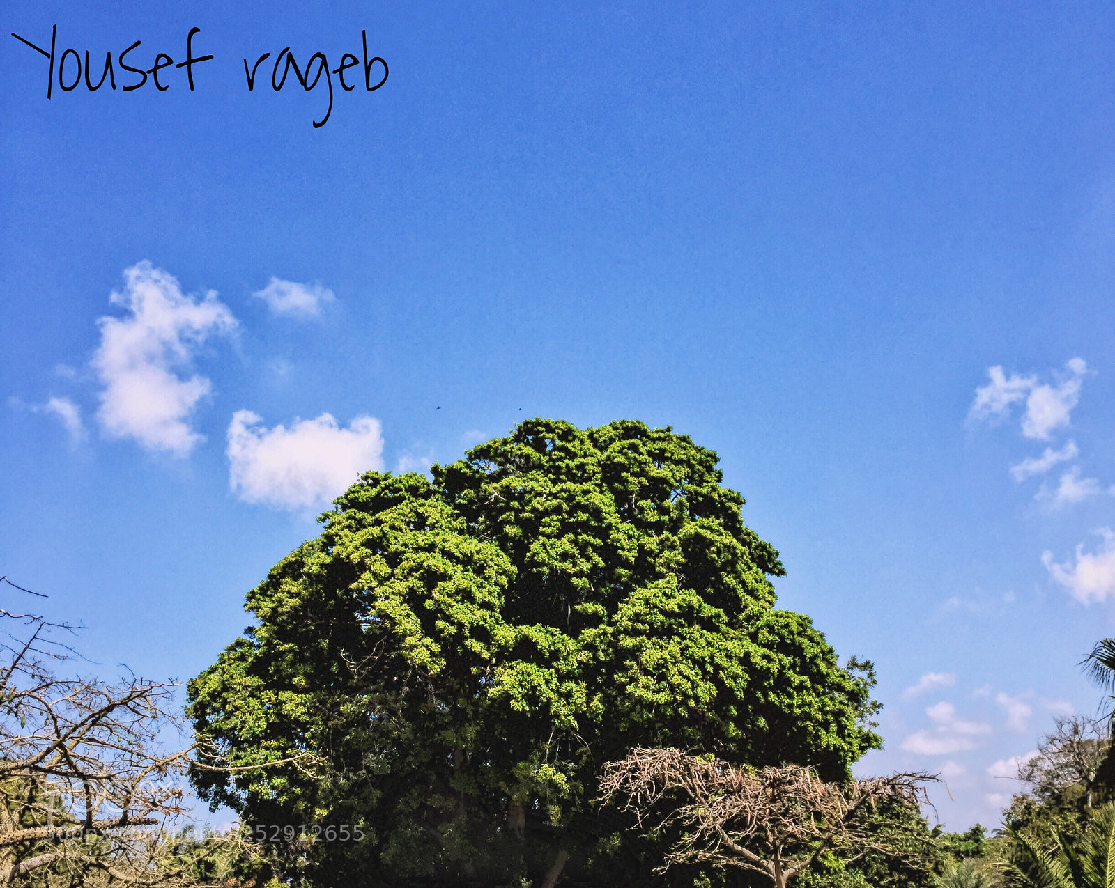 Apple iPhone 6 Plus sample photo. Untitled photography