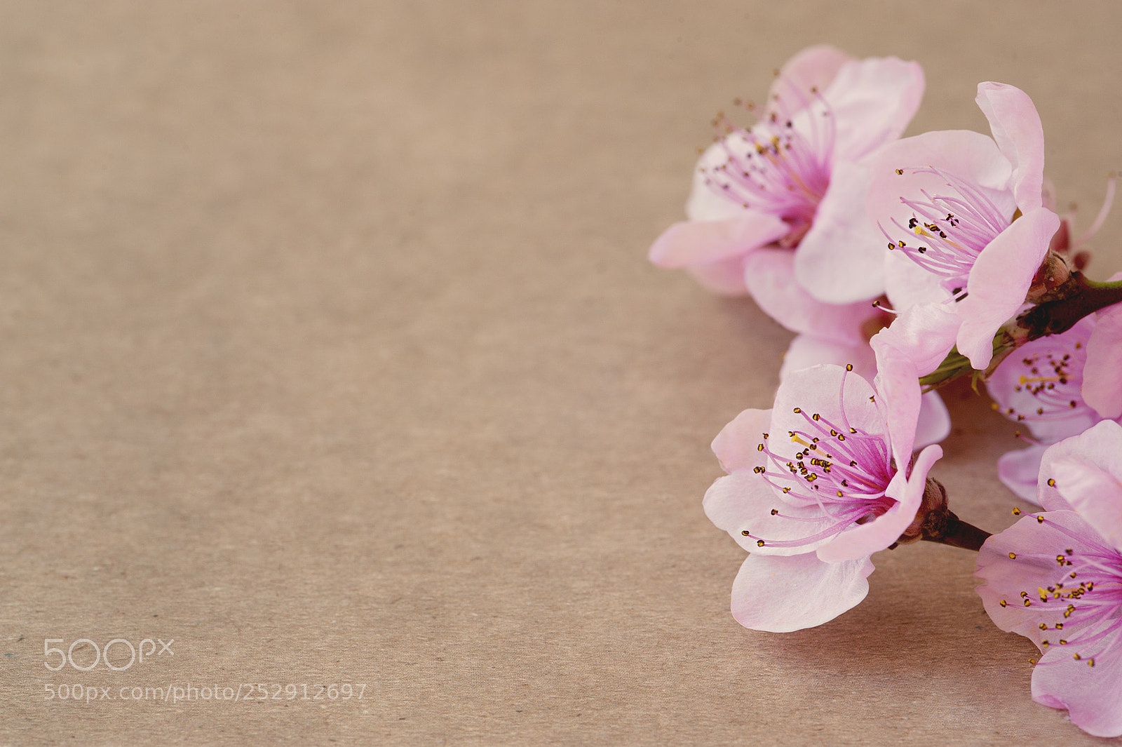 Nikon D700 sample photo. Art spring blooming spring photography