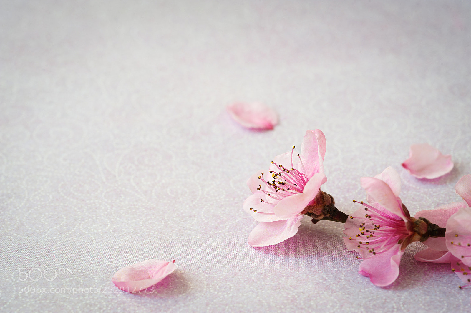 Nikon D700 sample photo. Twig of flowers peach photography