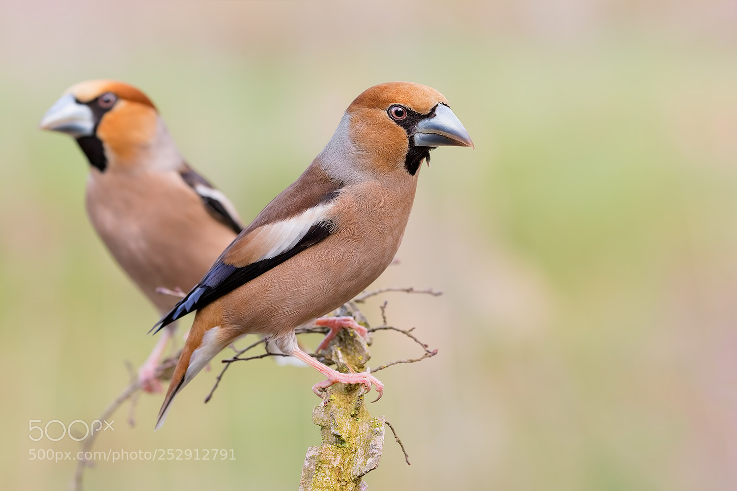 Canon EOS 5D Mark IV sample photo. Two wild hanfinchs photography