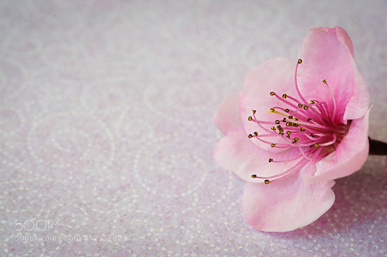 Nikon D700 sample photo. Summer blossoming flowers peach photography