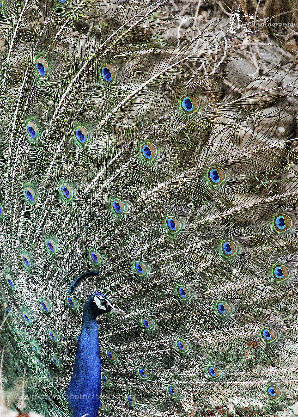 Canon EOS 7D Mark II sample photo. Peacock photography