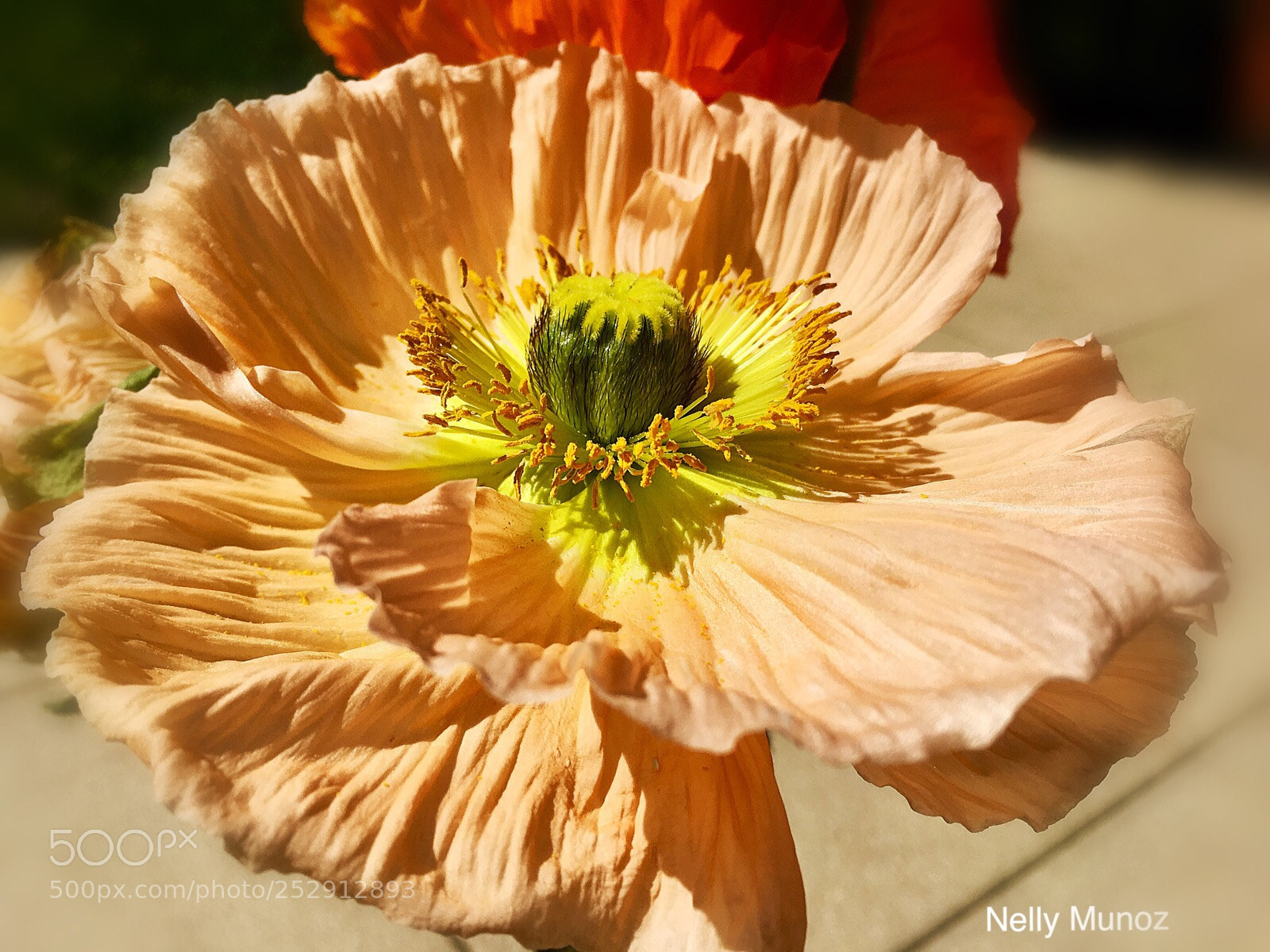 Apple iPhone 6s sample photo. Pavo  photography