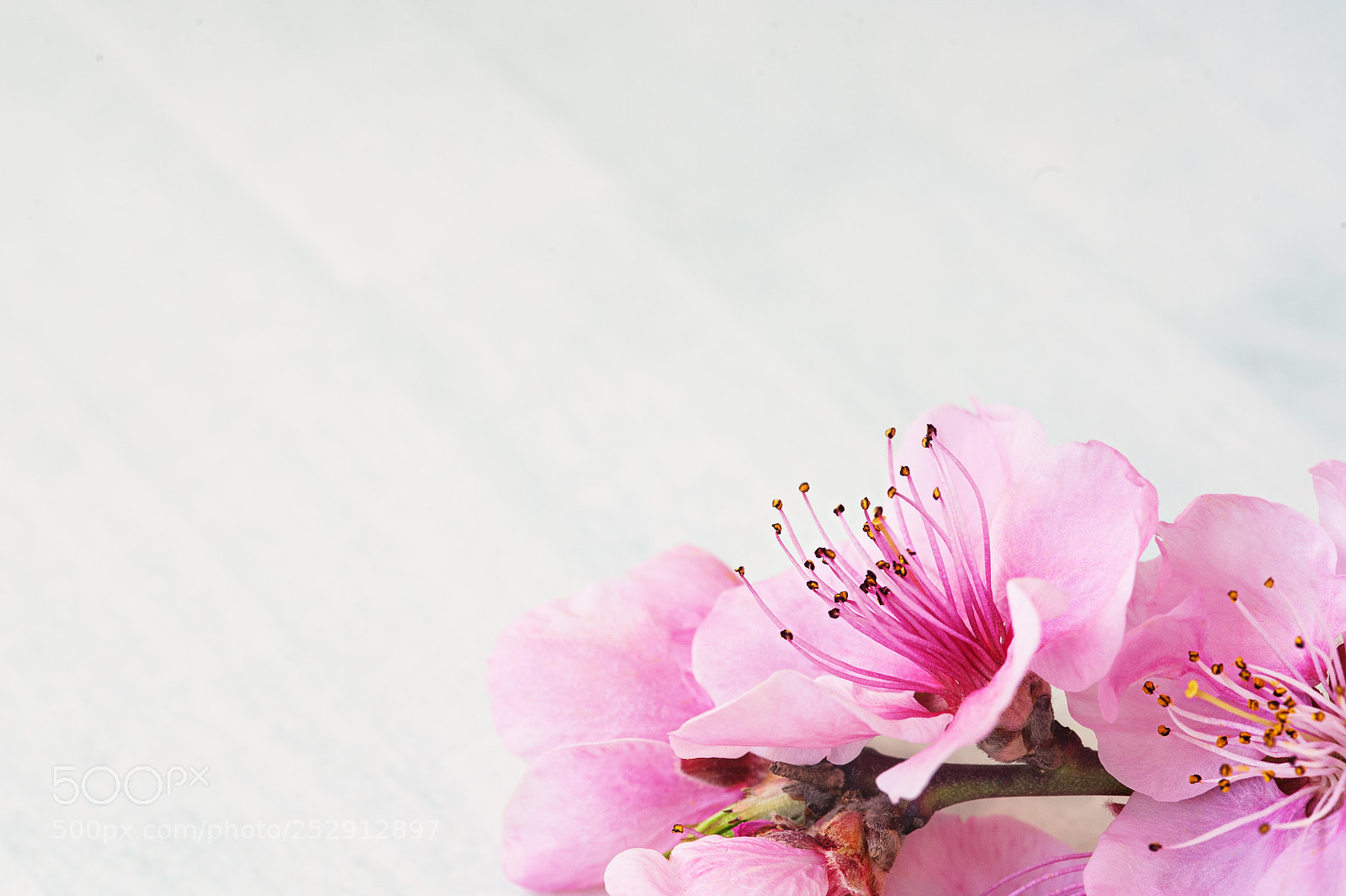 Nikon D700 sample photo. Spring blossom or summer photography