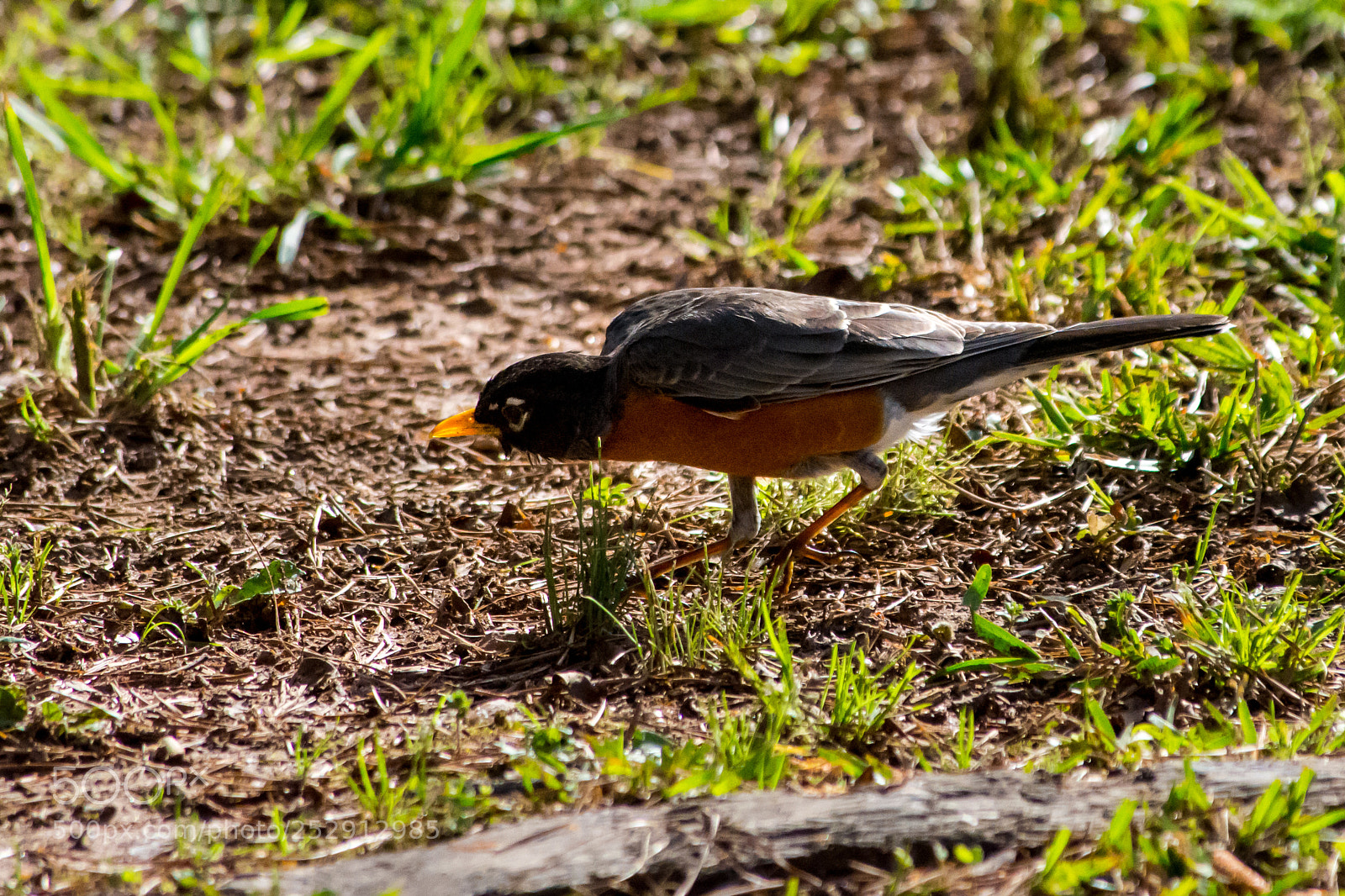 Nikon D7200 sample photo. Prowling photography